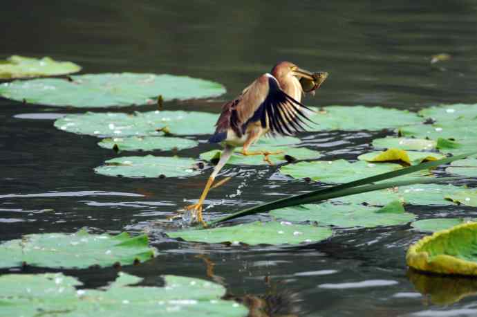 捕鱼的黄苇鳽（记实）1