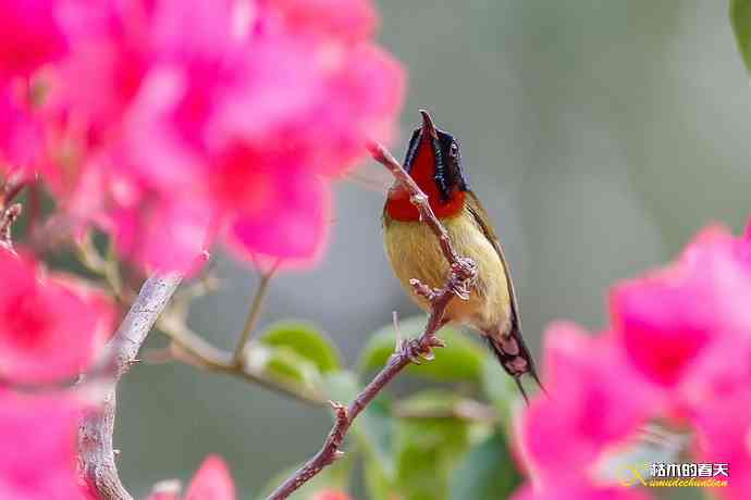 我的“太阳”——厦门拍“叉尾太阳鸟”