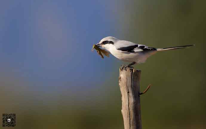 野鸭湖的楔尾伯劳和红尾伯劳