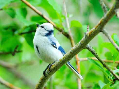 白头鸟系列：另类的美丽6