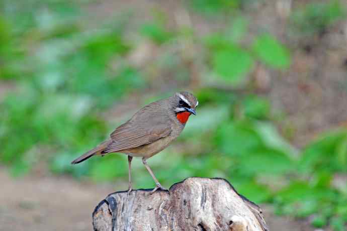 北京天坛公园的鸟类——雄性红喉歌鸲（4）