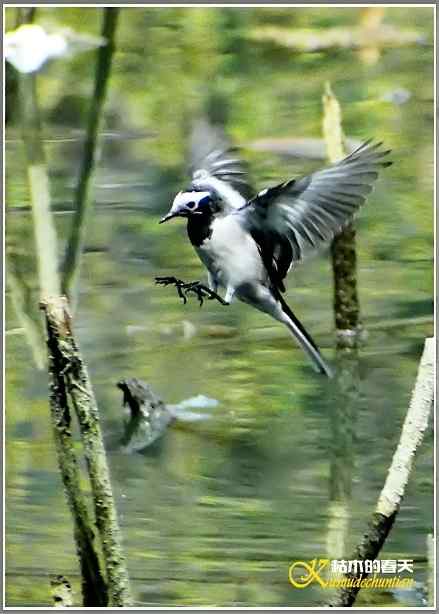 快乐拍鸟【照片】