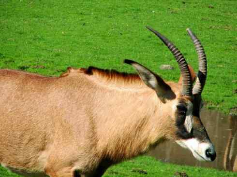 麒麟：传说的兽原型探秘（马羚）