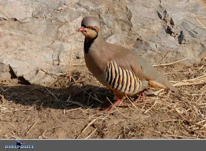 龙年鸡翔：初四拍石鸡