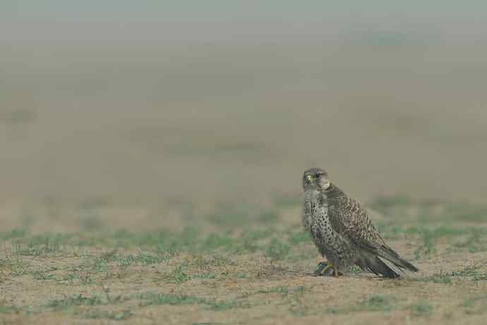 伍猛登科鈥斺斅涞匕嬷写笮兔颓