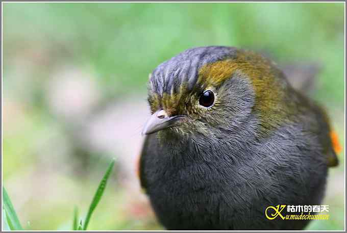 全球濒危的中国四川特有鸟鈥斺敾倚剞答獭菊掌