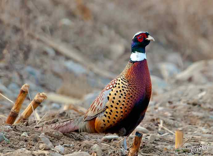 密云水库&nbsp;wbr路&nbsp;wbr大鸨、雉鸡和苍鹭