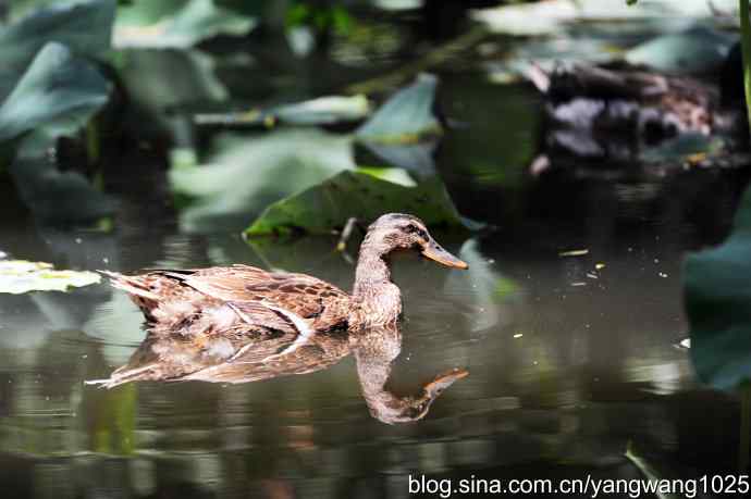 麋鹿苑中绿头鸭