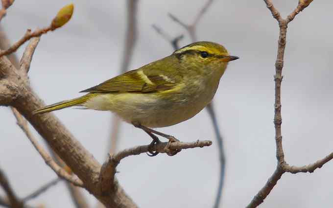 可爱好动的黄腰柳莺（组图）
