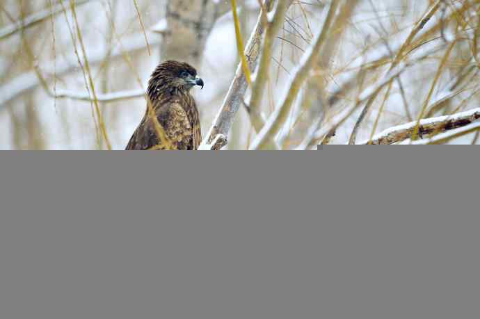 对黑耳鸢K07-012837的12次记录 对黑耳鸢K07-012837的12次记录