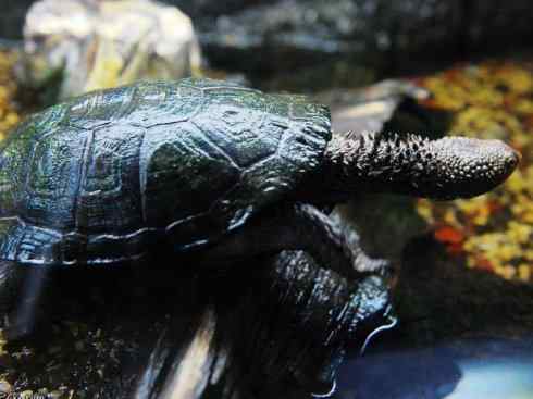 玄武：传说的兽原型探秘（玛塔龟）