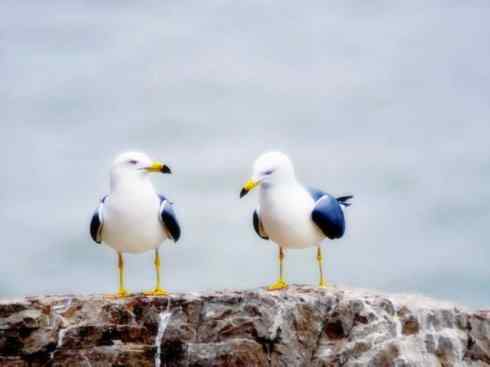 白头鸟系列：另类的美丽10（海鸥）