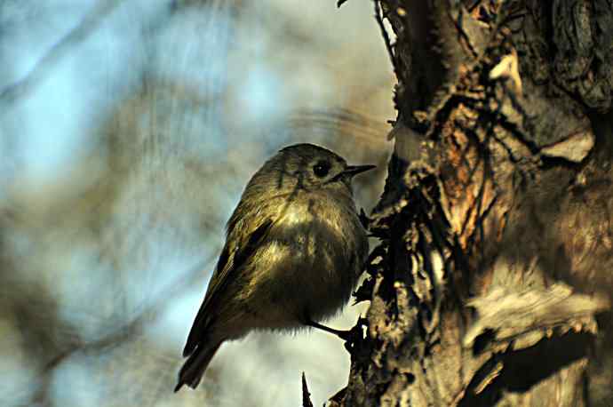 柏树丛中的戴菊 wbr1