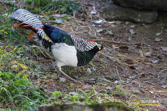 康定拍鈥湴赘菇跫︹
