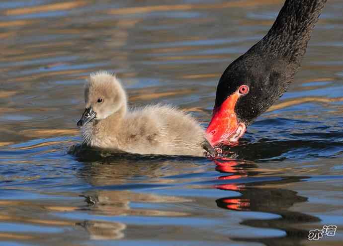 大年初四  天鹅戏水