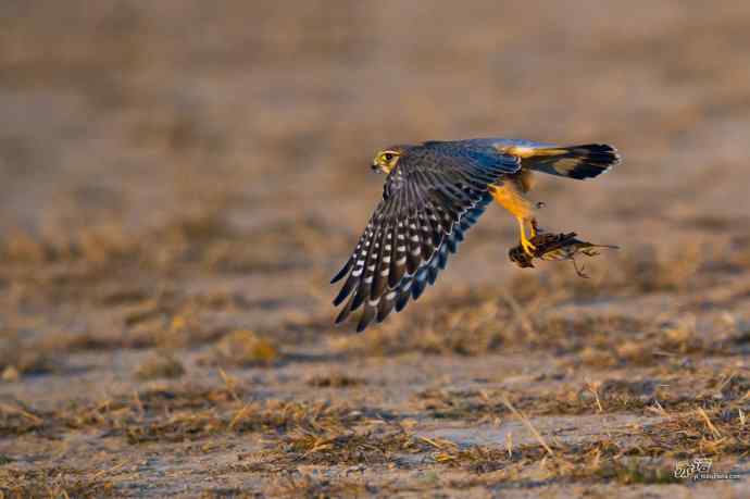 【野鸭湖的鸟】灰背隼