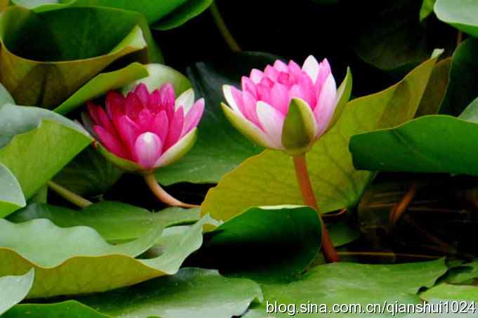 湖畔上的美丽(黑天鹅.荷.莲)