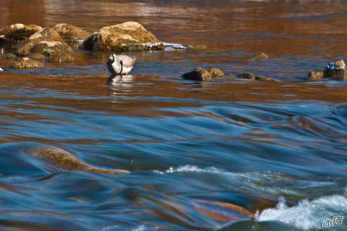 又见鹮(huán wbr)嘴鹬(yù) 又见鹮(huán wbr)嘴鹬(yù)