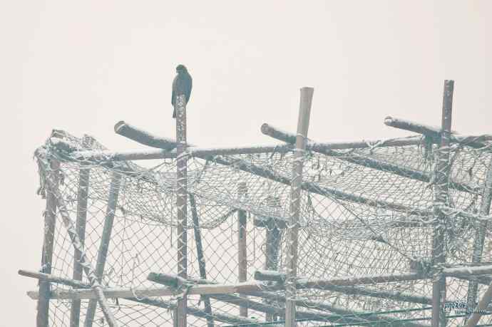 对黑耳鸢K07-012837的12次记录 对黑耳鸢K07-012837的12次记录