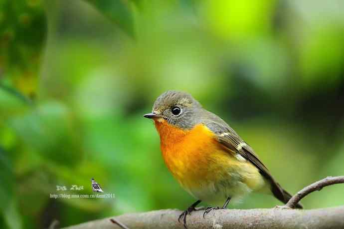 萌鸟鈥斺旔都l贺双十一