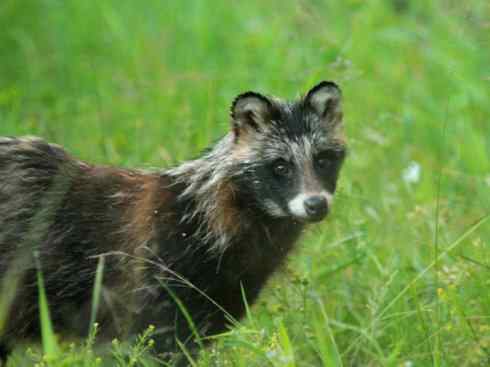 犬科:犬亚科犬属之貉 犬科:犬亚科犬属之貉