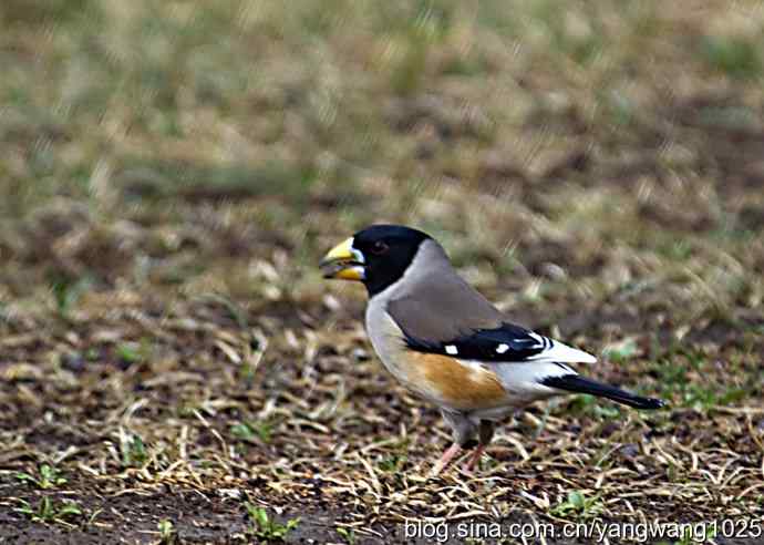 黑尾蜡嘴雀 黑尾蜡嘴雀