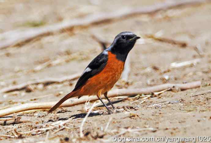 雄性北红尾鸲（12）