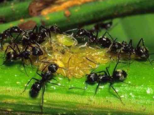 十大喜食蜂蜜动物：法老蚁