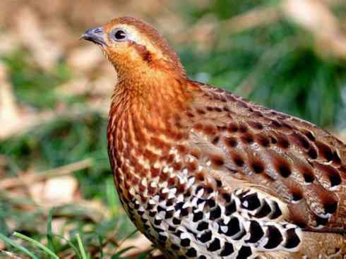 凤凰：传说的鸟原型探秘（原鸡）