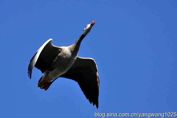 飞 wbr(斑头雁) wbr2 飞 wbr(斑头雁) wbr2