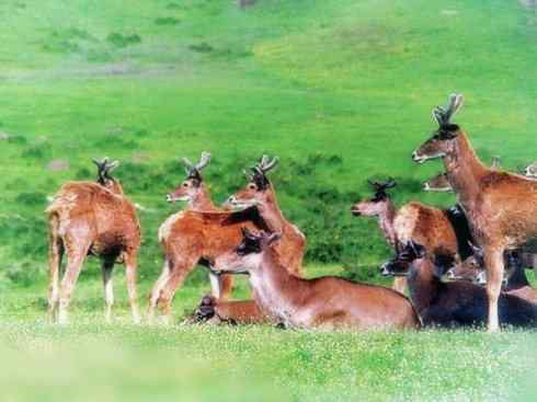 自然奇观：动物大迁徙(北美驯鹿长征)