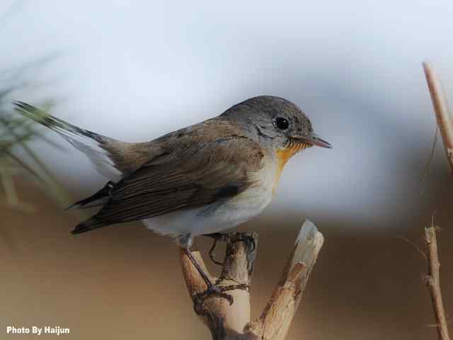 红胸姬鹟演绎冬天里的童话