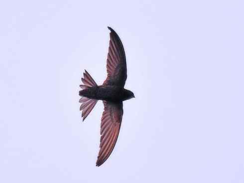 鸟类之最：尖尾雨燕