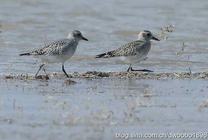 灰斑鸻和楔尾伯劳