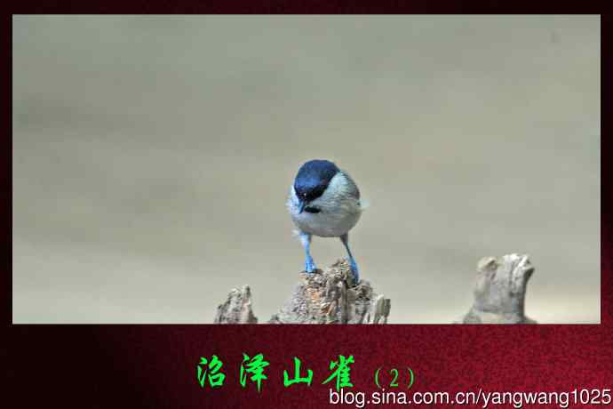 沼泽山雀(2) 沼泽山雀(2)