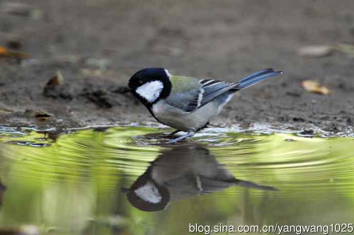北京天坛公园的鸟类——大山雀（4）