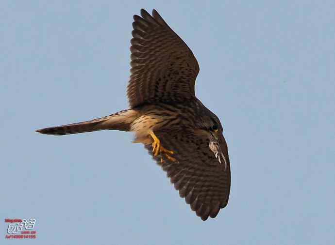 官厅水库&nbsp;wbr路&nbsp;wbr难得一见之红隼空中吃鼠