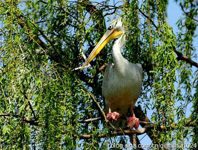 大鹈鹕上树.翠湖湿地 大鹈鹕上树.翠湖湿地