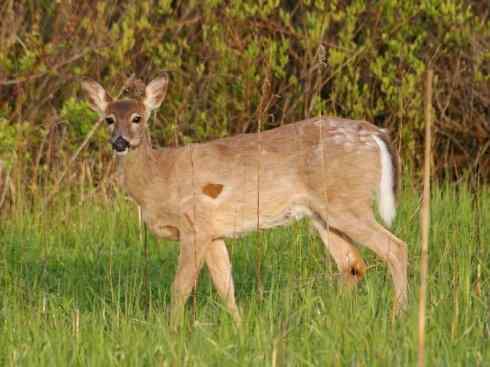 麒麟：传说的兽原型探秘（白尾鹿）