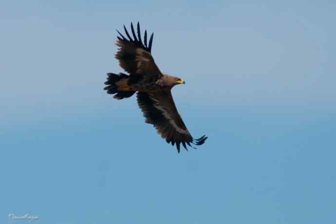 草原追梦. 邂逅迎宾草原雕