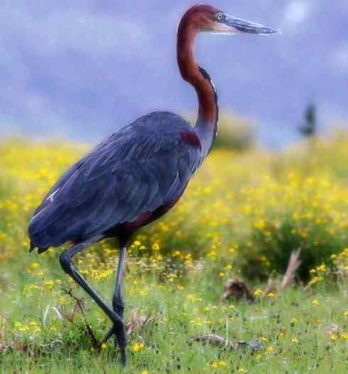 天生猎手：非猛禽类猎手之六（重量级的杀手——大型鹭鸟）