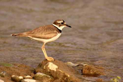 长嘴剑鸻竟然会诈伤