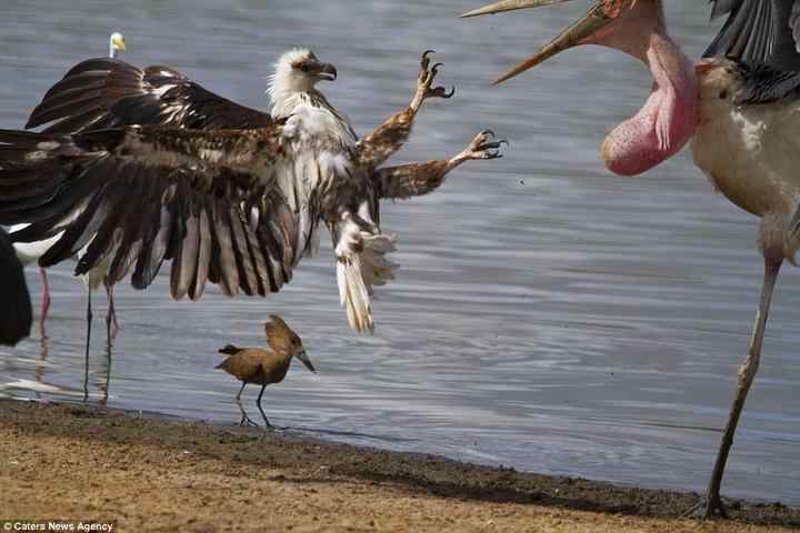 为了一条鱼，两只鸟大打出手！