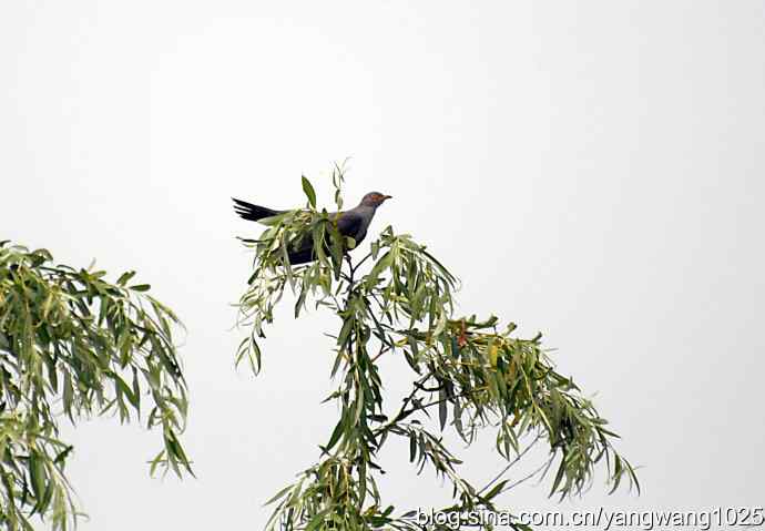 布谷鸟（记录版）