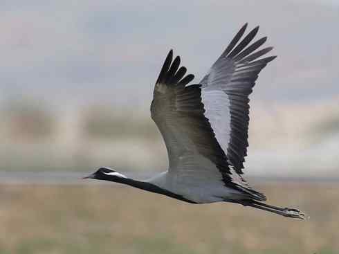鸟类之最：高山兀鹫