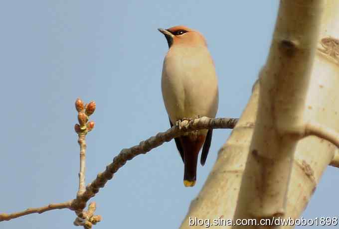 太平鸟归来 太平鸟归来