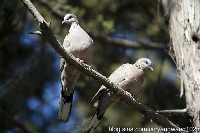 自然和谐的日坛公园（珠颈斑鸠）