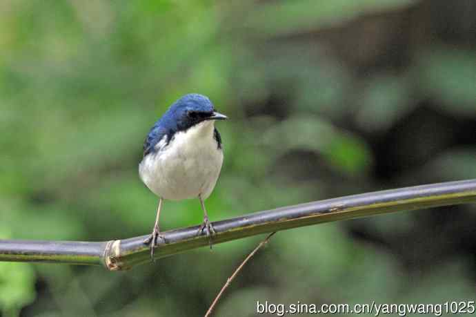 北京天坛公园的鸟类——雄性蓝歌鸲（17）