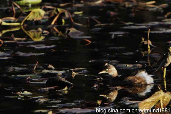 2012除夕滨江森林公园二寻太平鸟