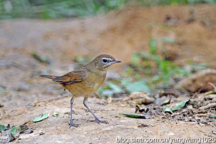 杂片（雌性红喉歌鸲与小鹀）